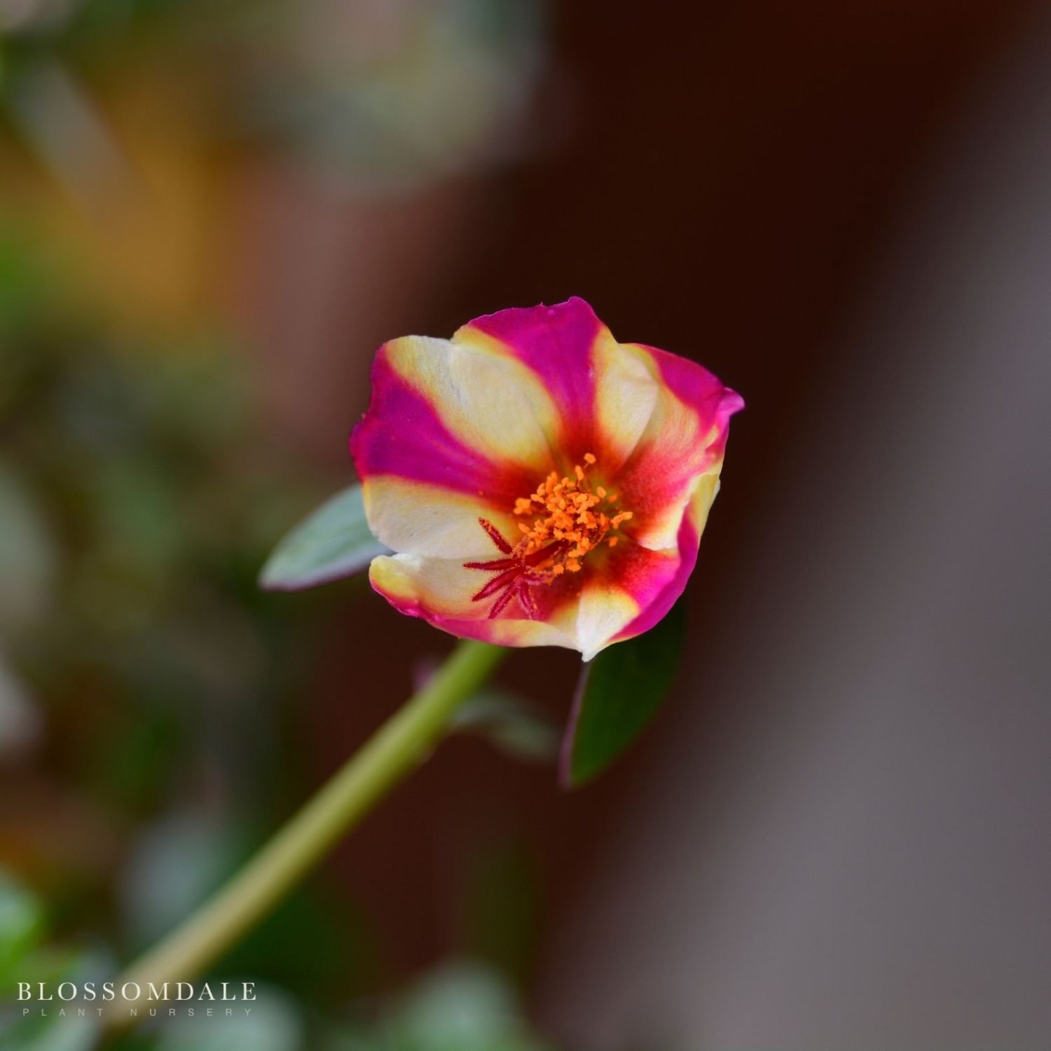 Lush, low-growing Portulaca 'Seaglass Watermelon Punch' or Purslane succulent with fleshy green leaves and multicolored blooms in magenta pink, orange, yellow—ideal for hanging baskets.