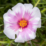 Portulaca 'Samba Pink Bicolor'