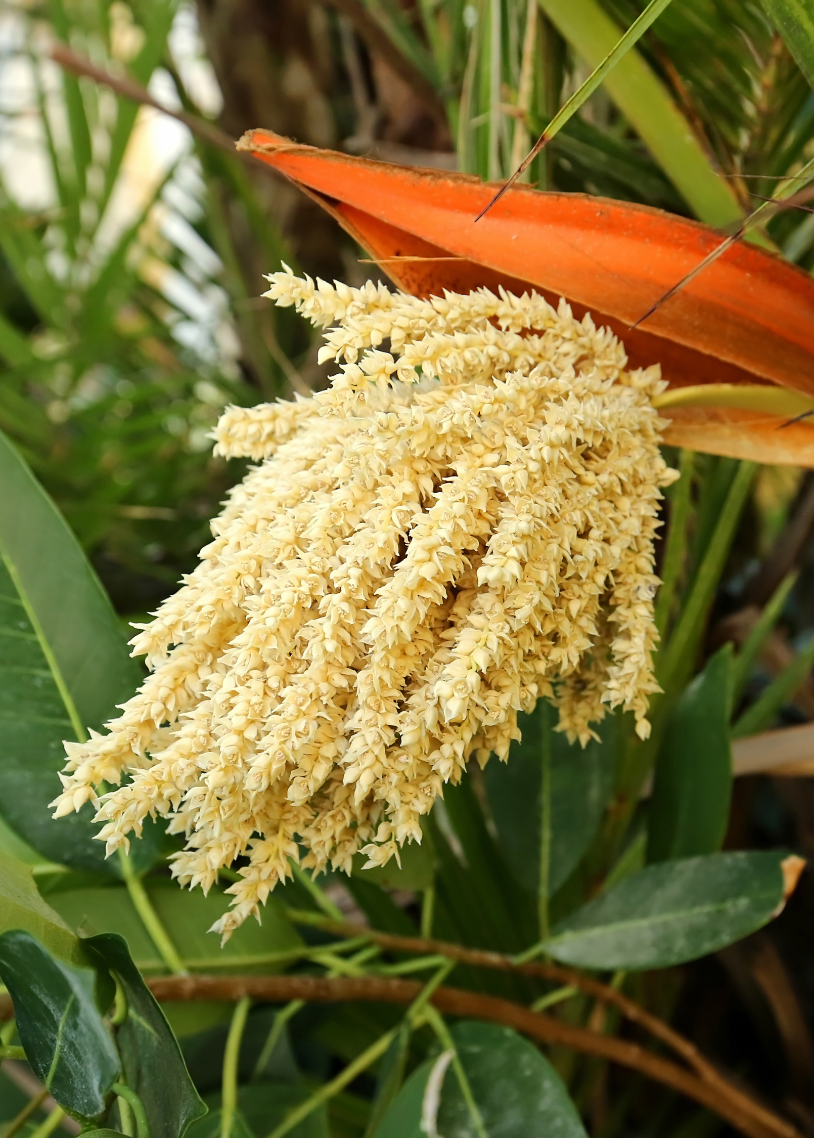 plant phoenix roebelenii palm Pygmy Date Palm (Phoenix roebelenii)
