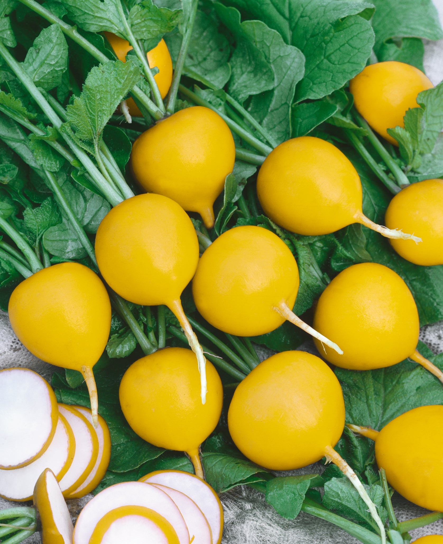 Golden Helios Radish Seeds