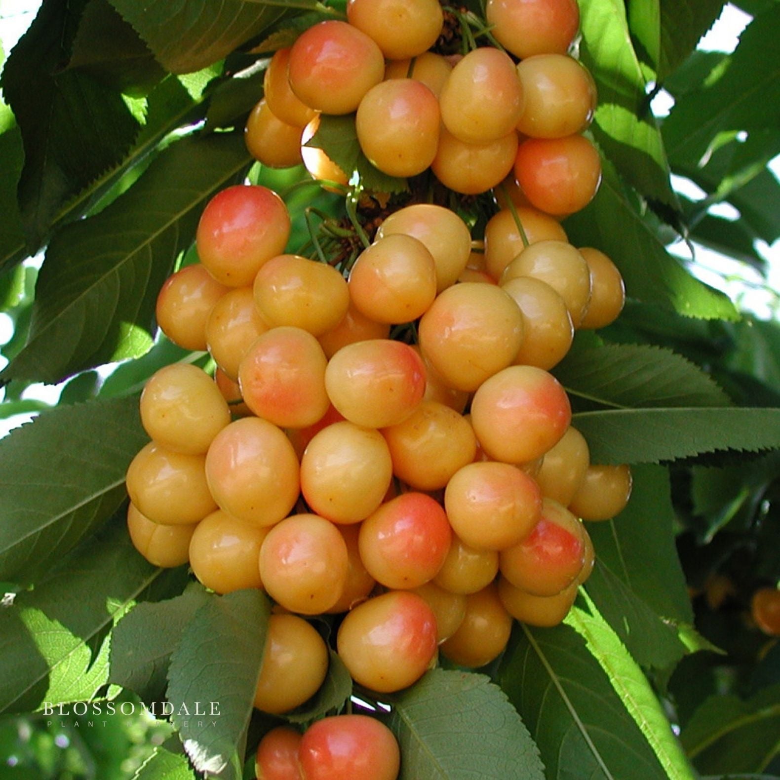 Semi Dwarf 4-in-1 Cherry Tree (Rainer, Bing, Utah Giant and Van)