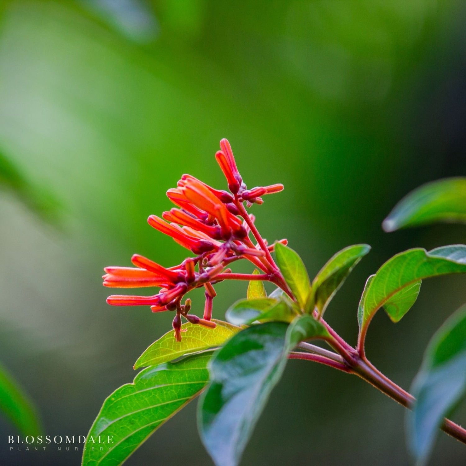 Vibrant Hamelia Firebush Red, also known as Scarlet Bush, is a tropical perennial shrub featuring red-orange tubular flowers that attract hummingbirds and butterflies, making it ideal for sunny landscapes and garden designs.