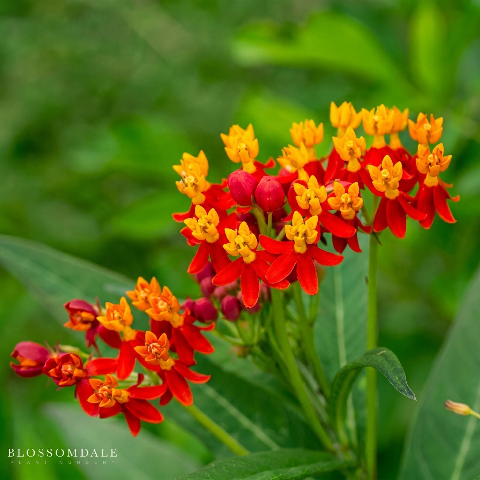 Red Butterfly Milkweed