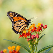 Red Butterfly Milkweed