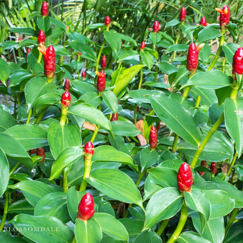 Costus woodsonii 'Dwarf French Kiss'