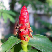 Costus woodsonii