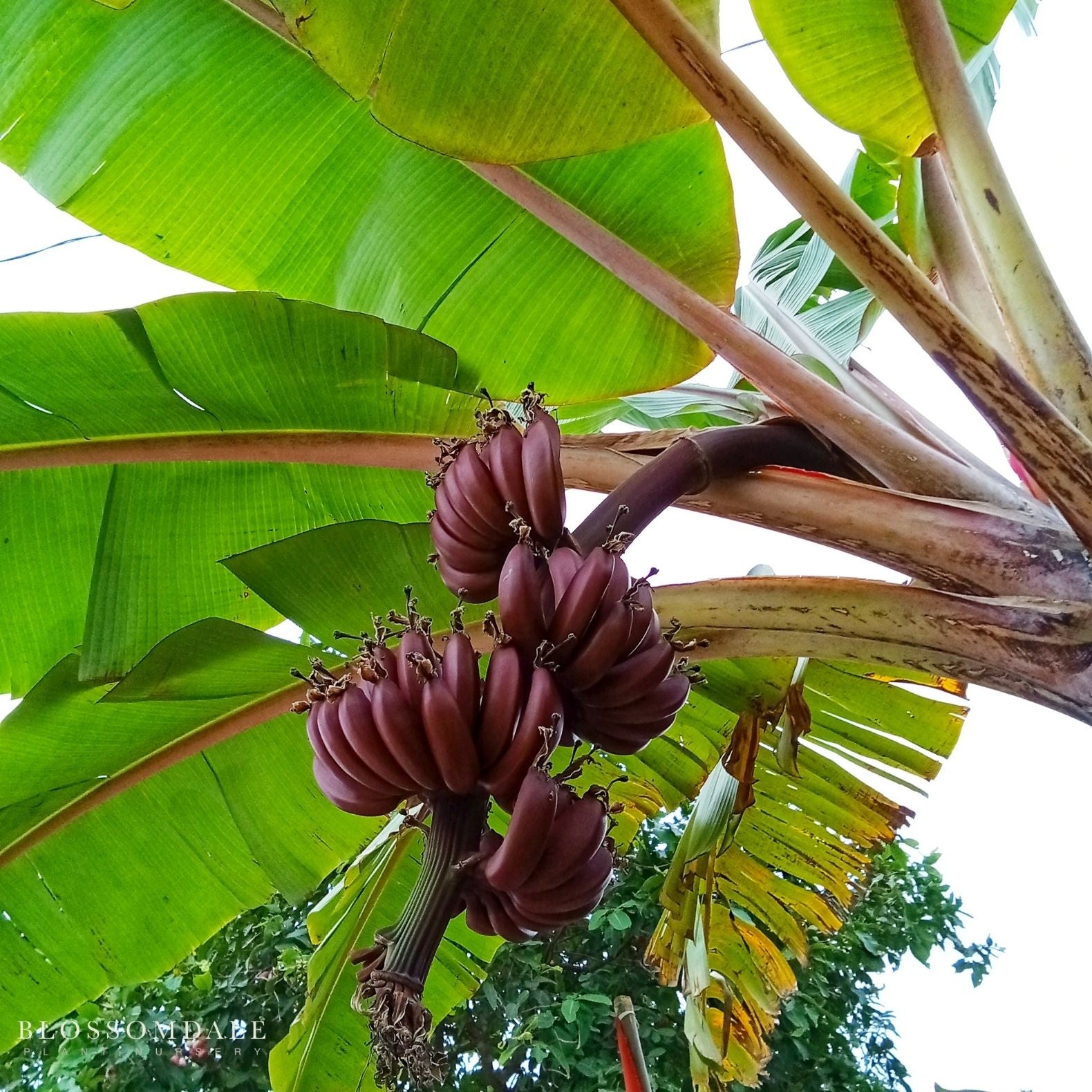 Musa 'Red Dacca' Banana