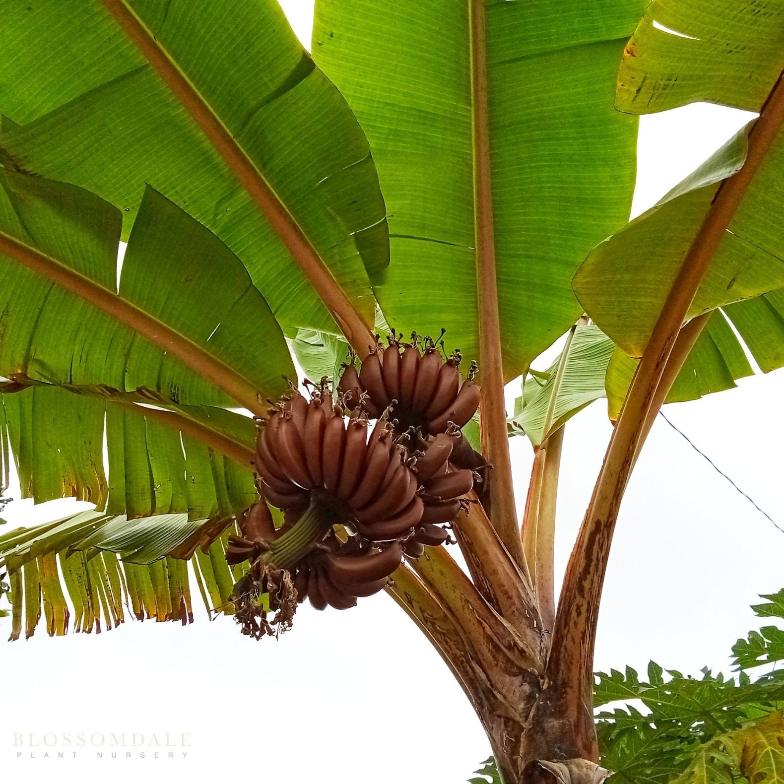 Musa 'Red Dacca' Banana
