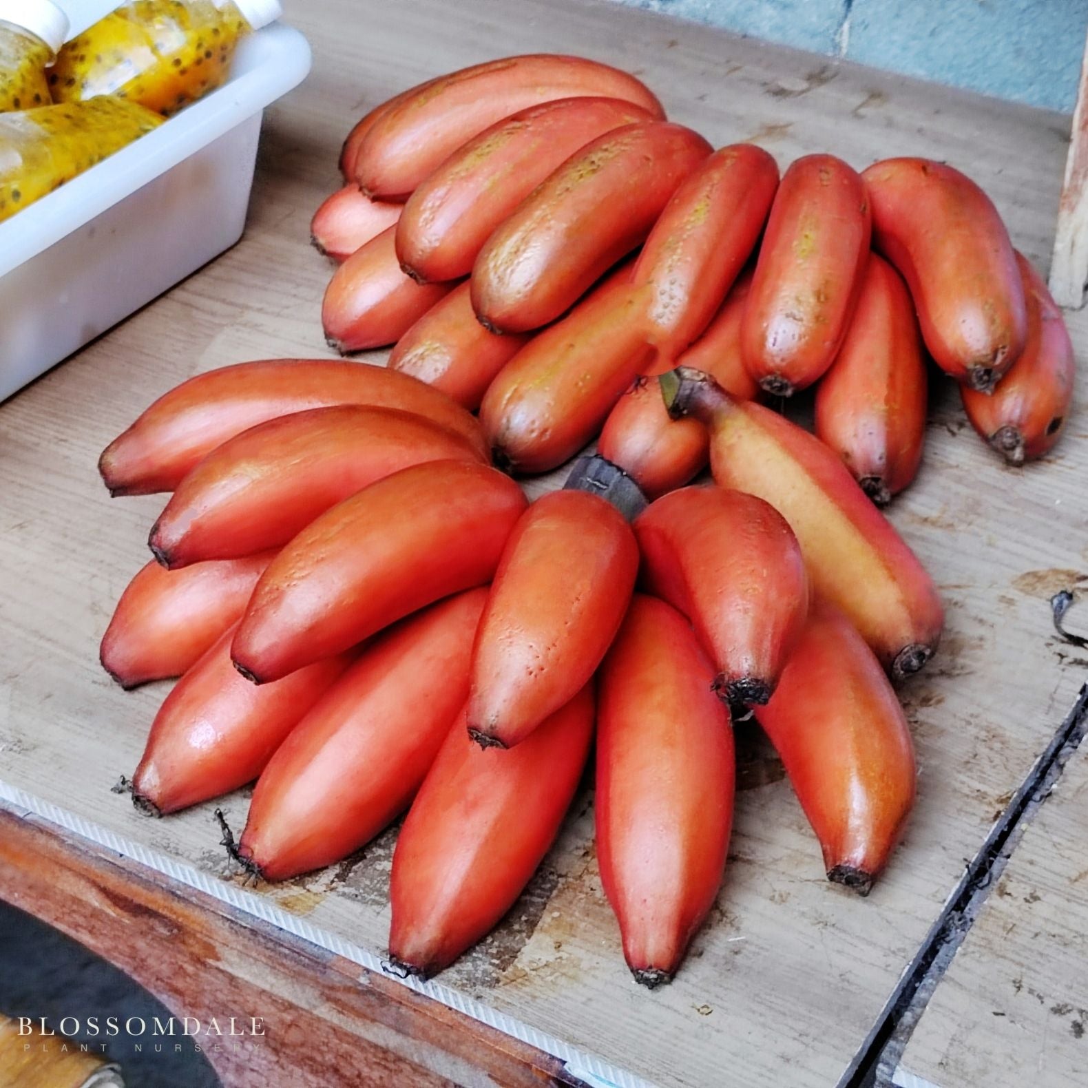 Musa 'Red Dacca' Banana