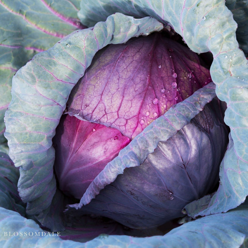 Red Jewel Cabbage Seeds