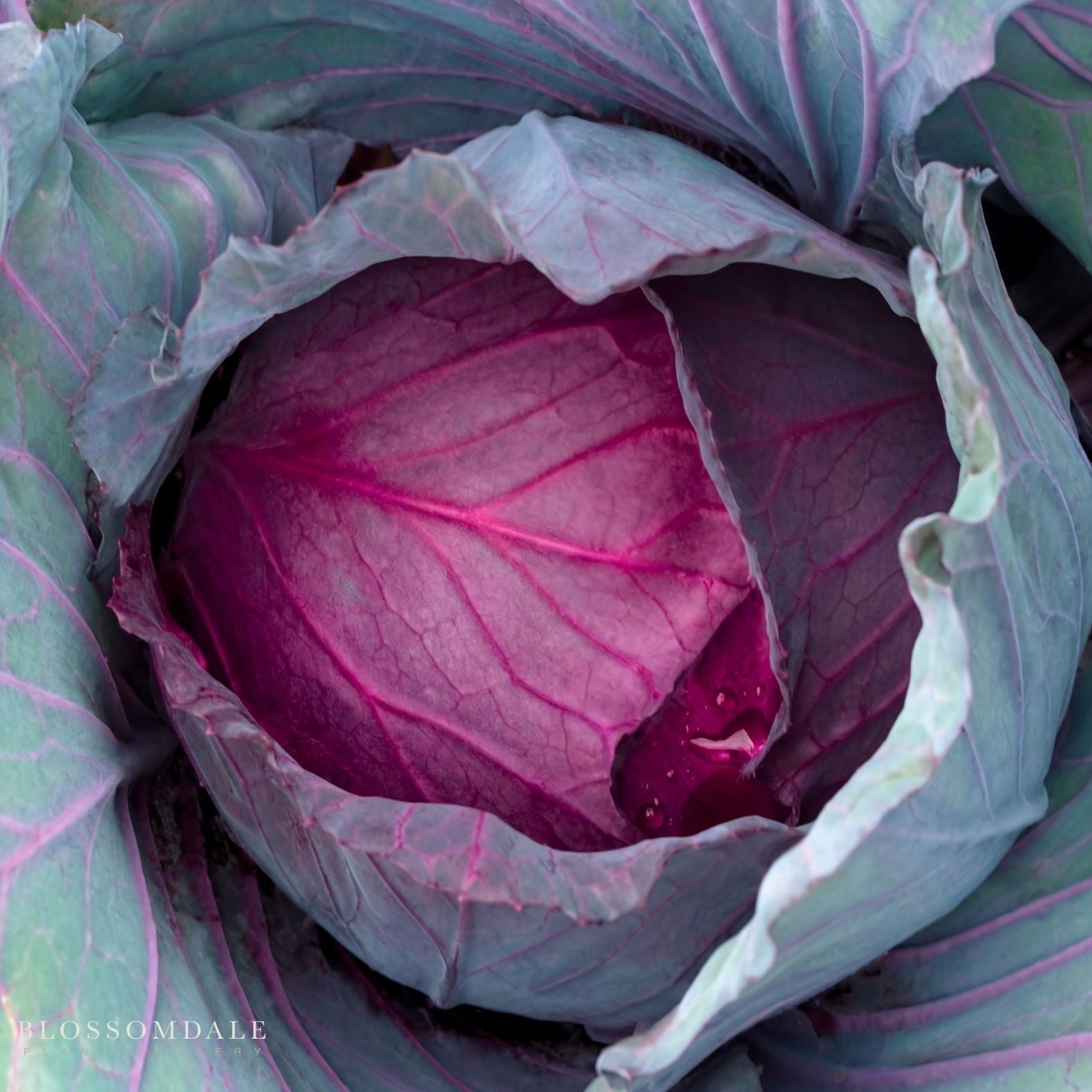 Red Jewel Cabbage Seeds