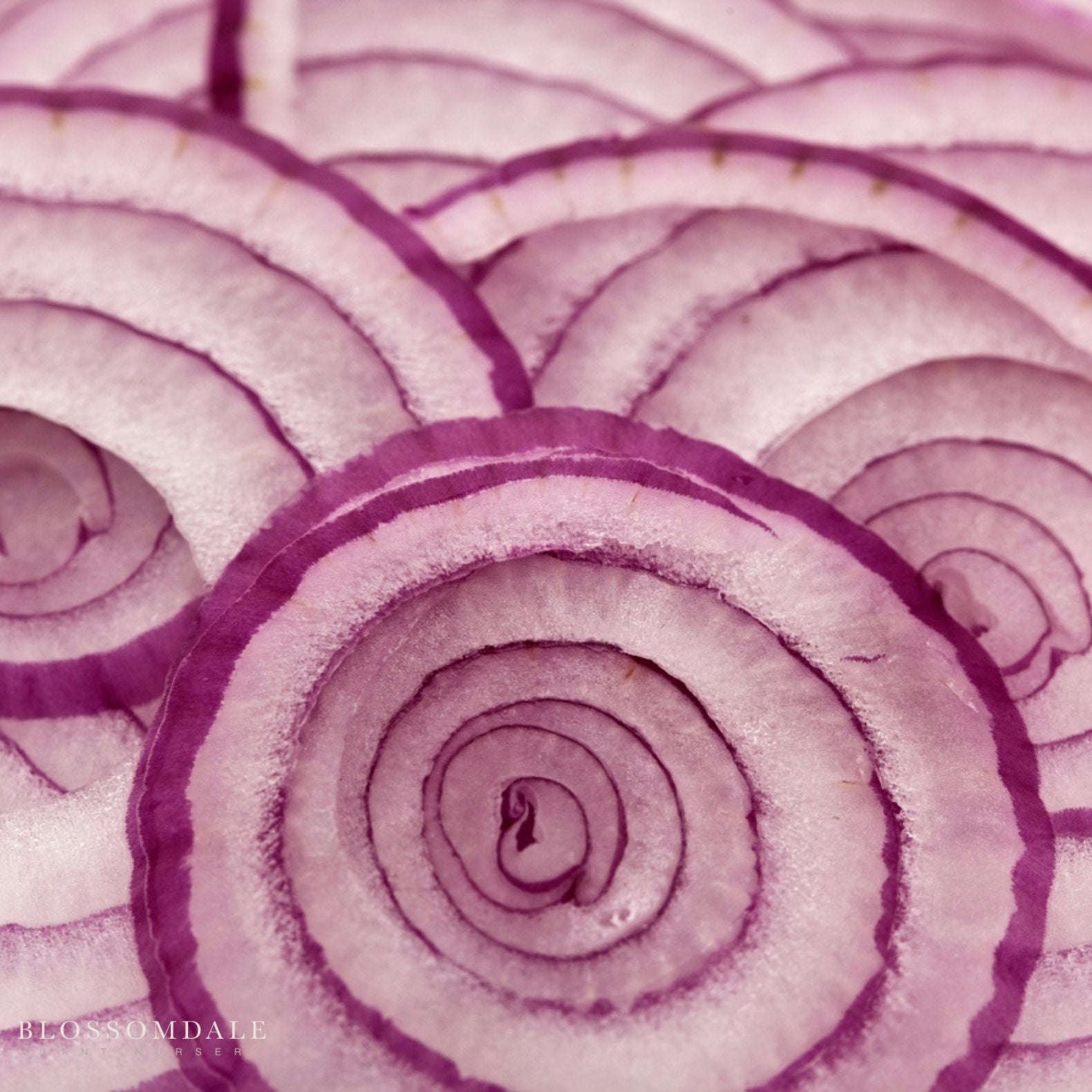 Ruby Red Onion Seeds