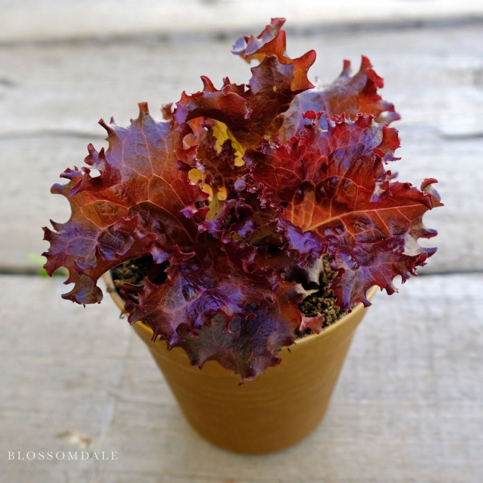 Red Sails Lettuce Seeds