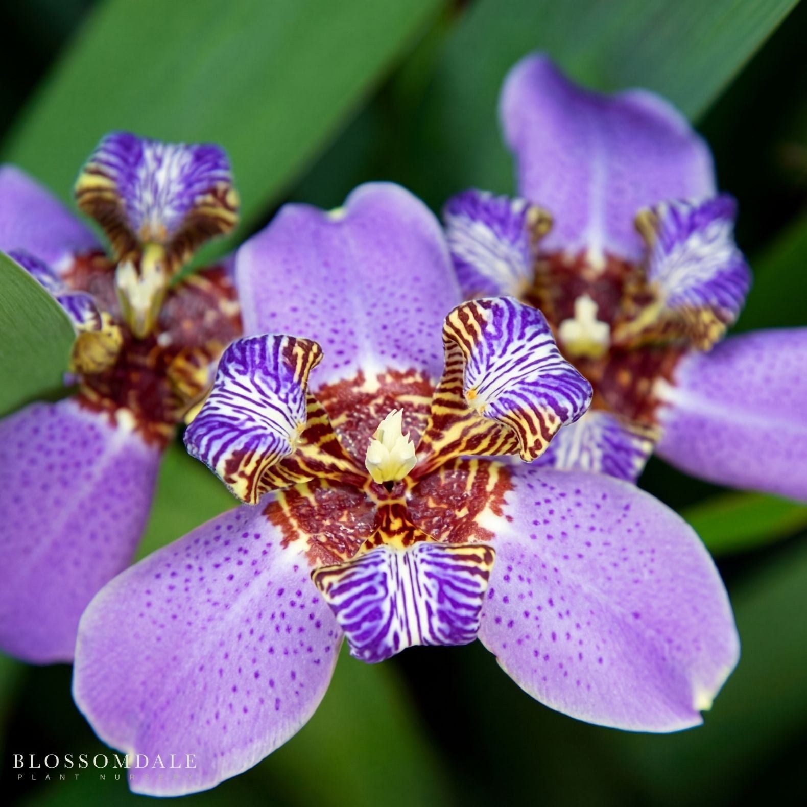 Giant Apostles’ Iris
