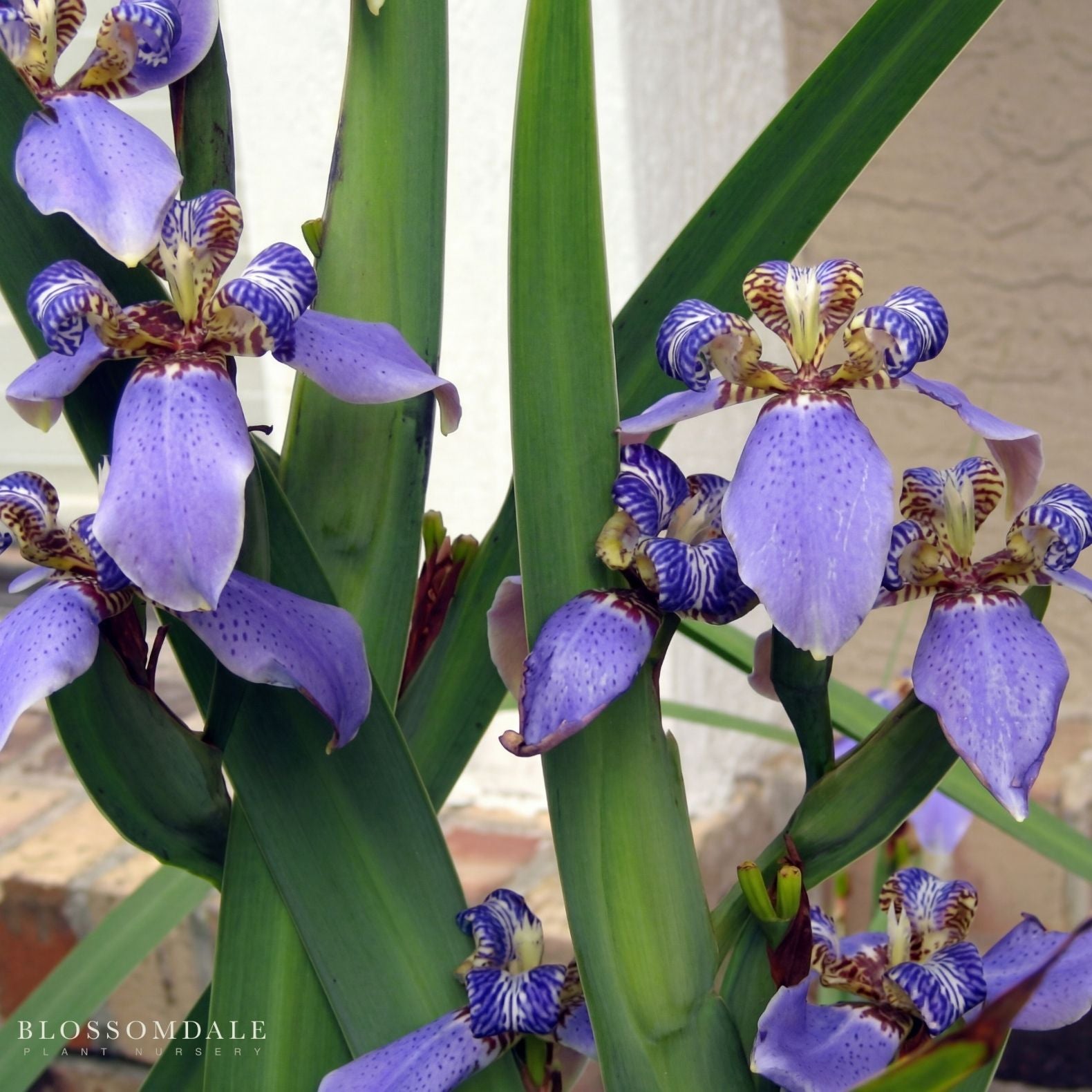 Giant Apostles’ Iris
