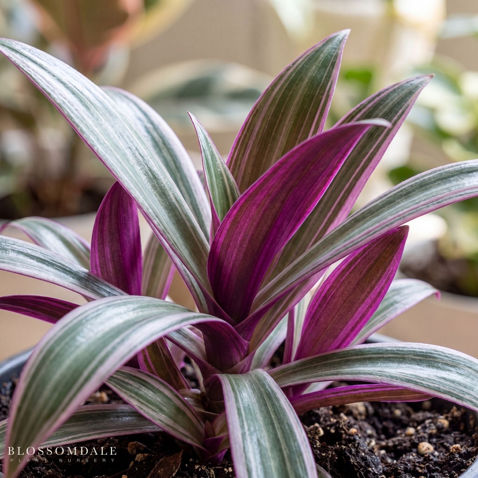 Rhoeo discolor 'Tricolor'
