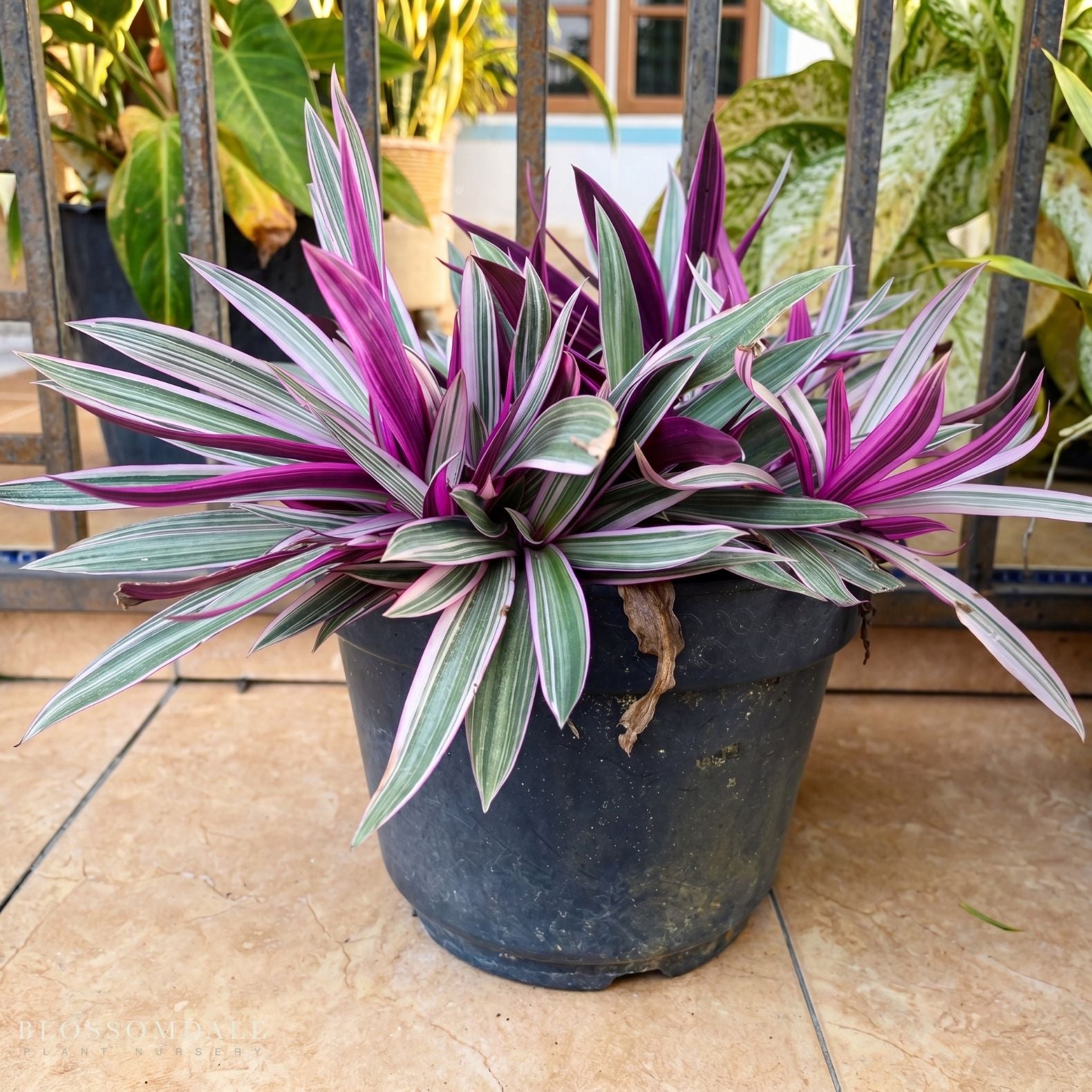 Rhoeo discolor 'Tricolor'