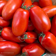 Roma VF Tomato Seeds
