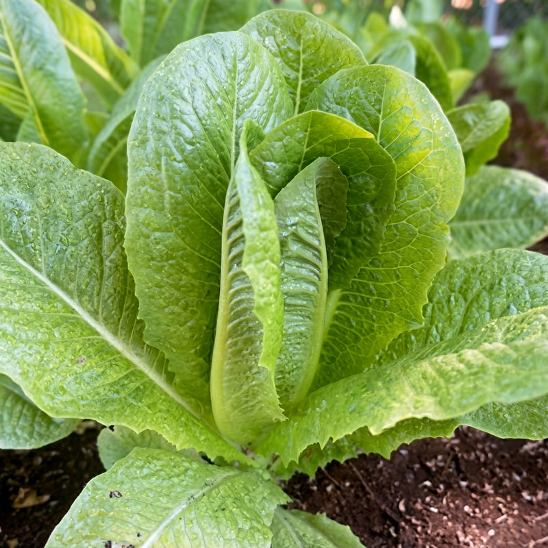 Romaine Parris Island White COS Lettuce Seeds
