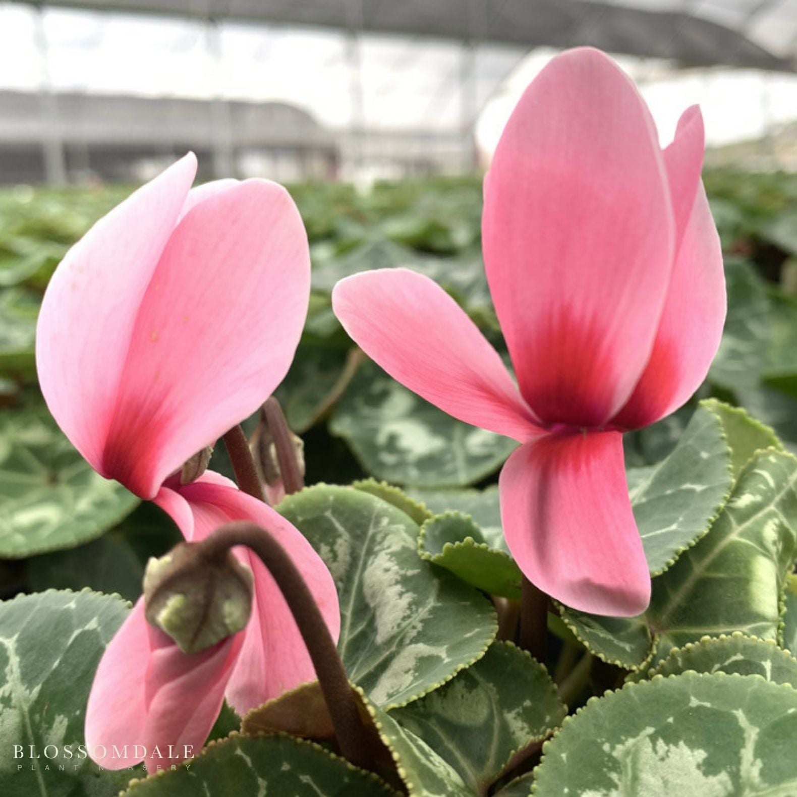 Cyclamen