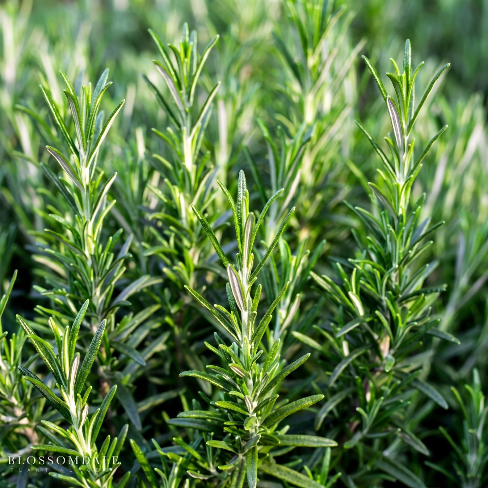 Rosemary 'Barbecue'