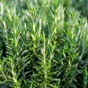 Rosemary 'Barbecue'