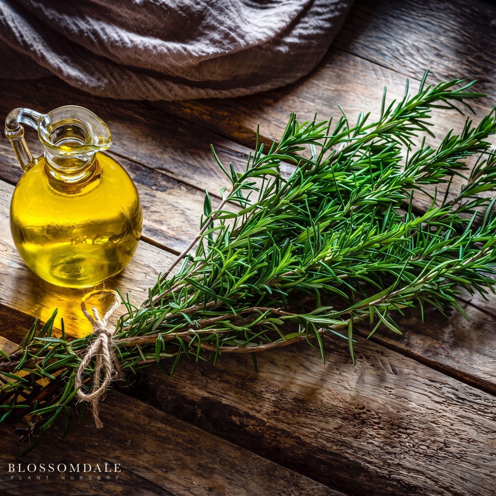 Rosemary 'Barbecue'