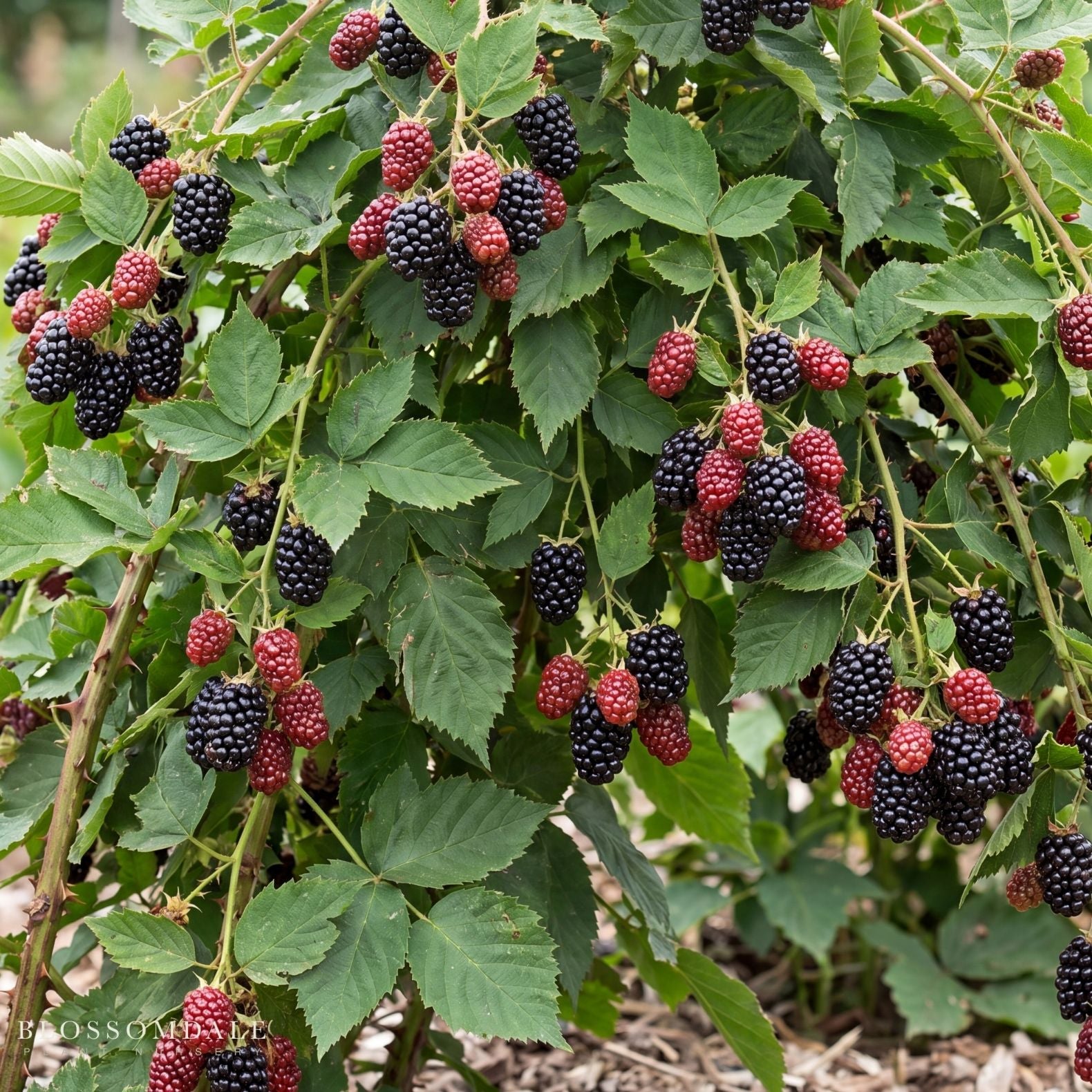 Rubus Boysenberry