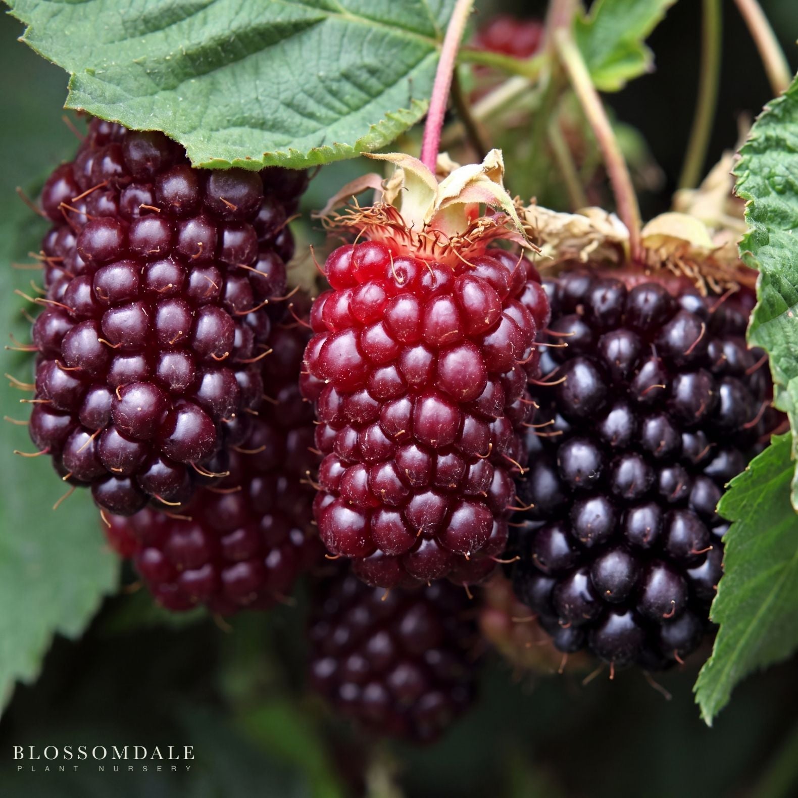 Rubus Boysenberry