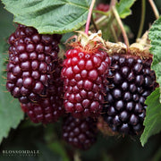 Rubus Boysenberry