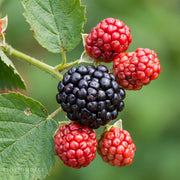 Rubus 'Osage' Blackberry