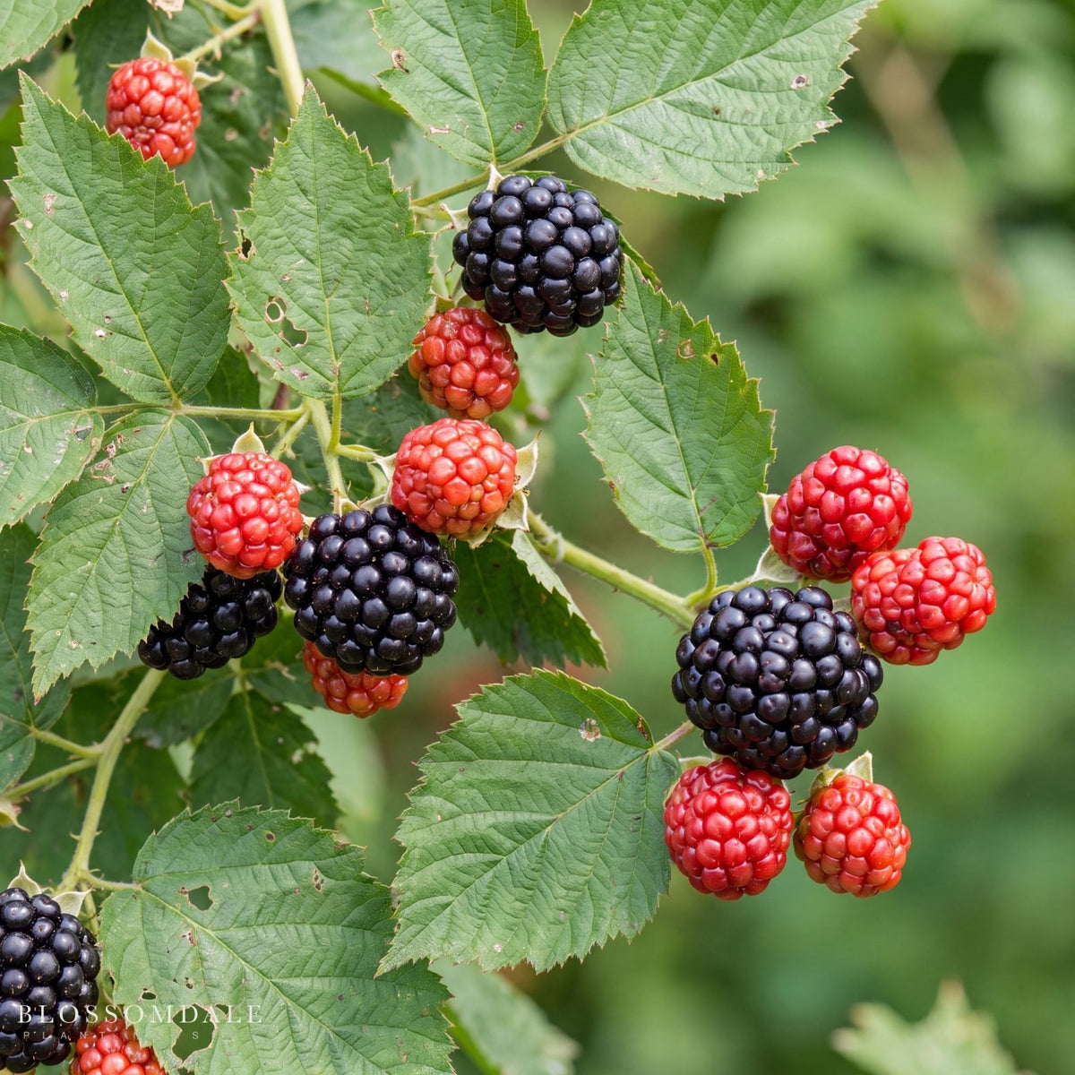 Rubus 'Osage' Blackberry