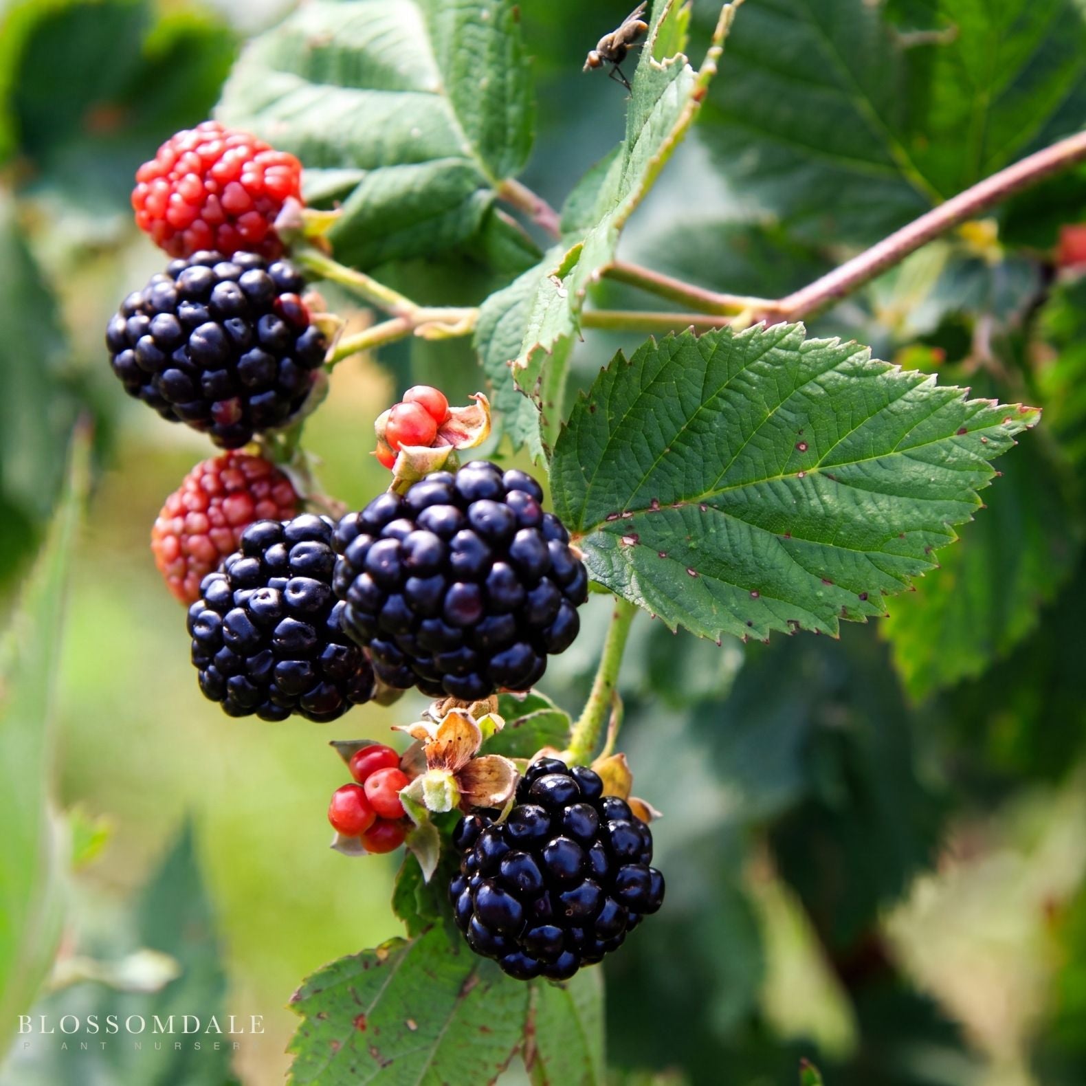 Rubus 'Triple Crown' Blackberry
