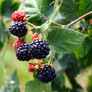 Rubus 'Triple Crown' Blackberry