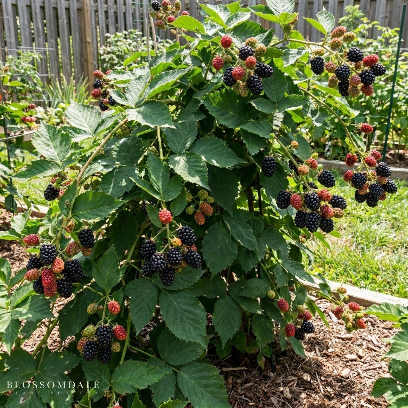 Rubus 'Triple Crown' Blackberry