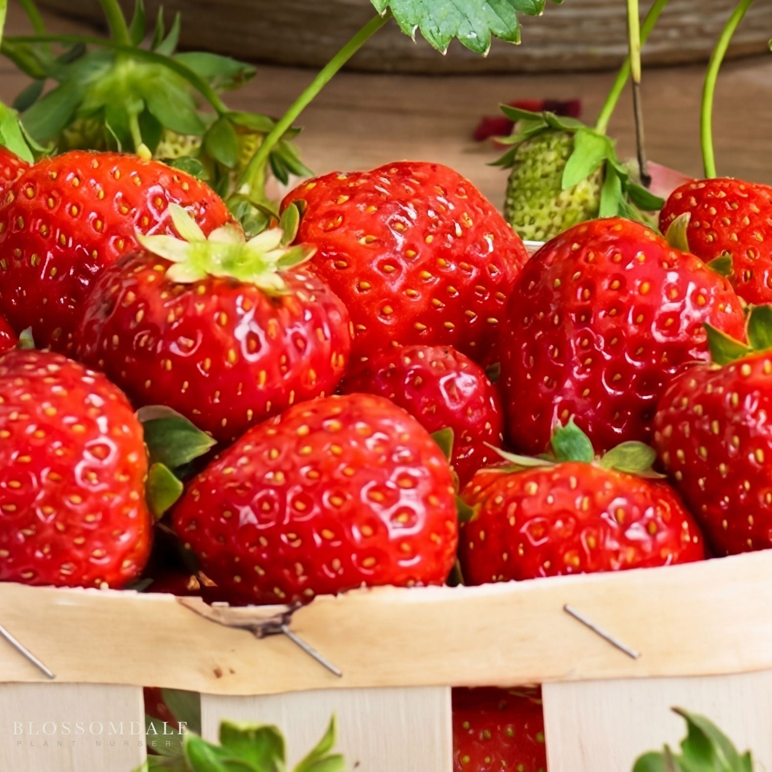 Ruby Ann Strawberry Seeds