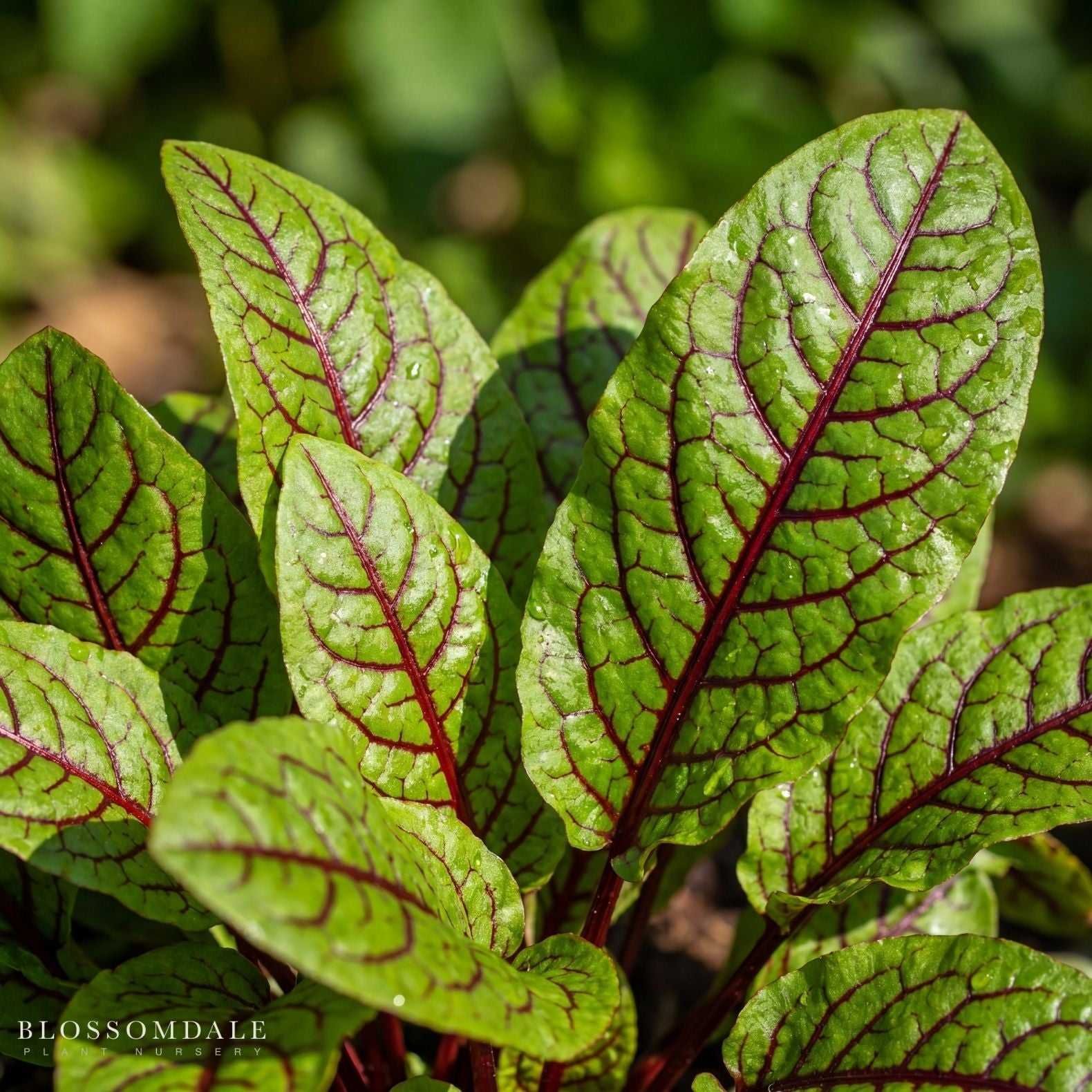 Rumex sanguineus