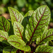 Rumex sanguineus