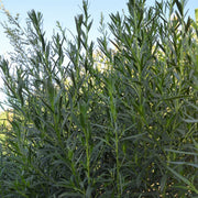 Russian Tarragon Seeds