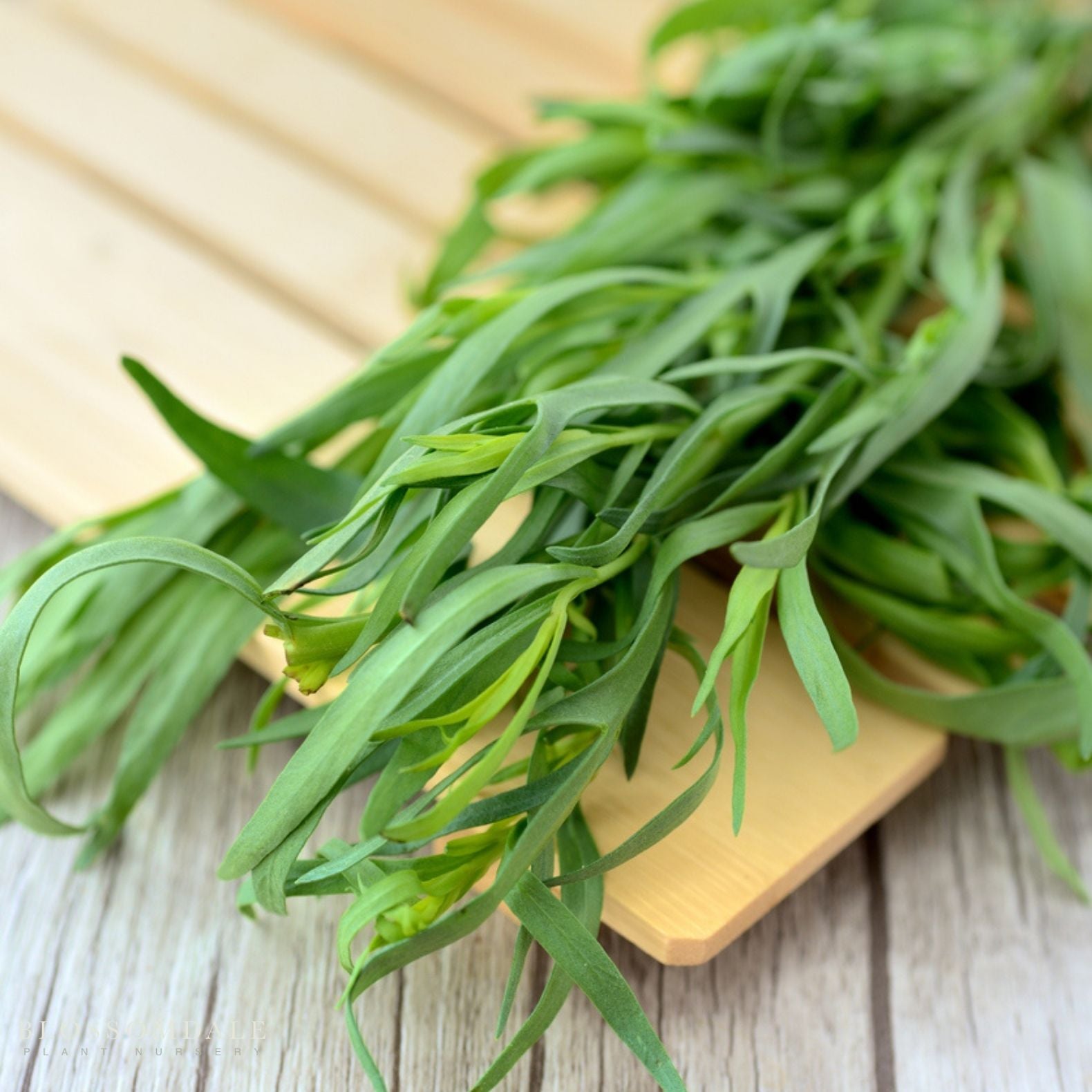 Russian Tarragon Seeds