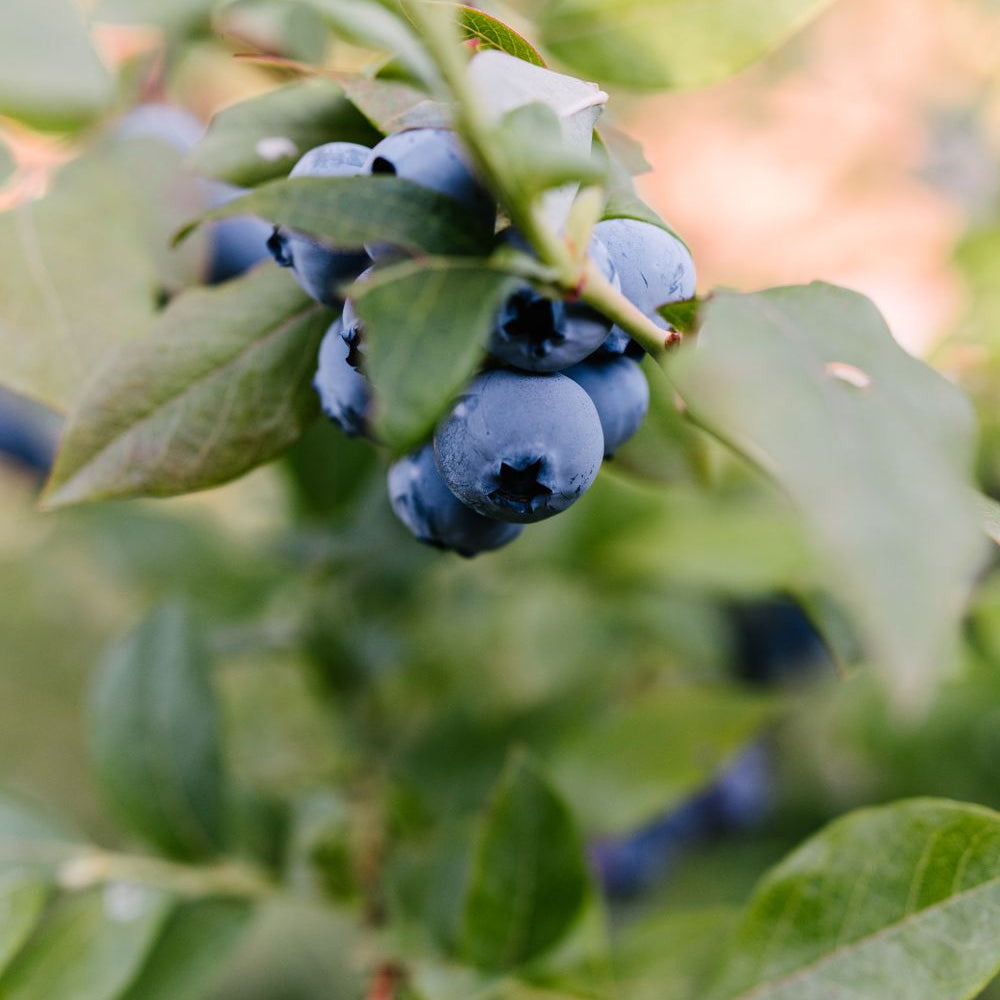 Blueberry - Patriot