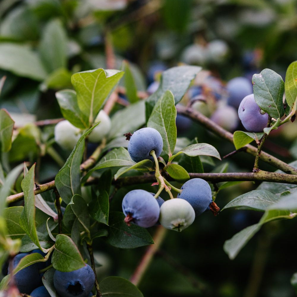 Blueberry - Chandler