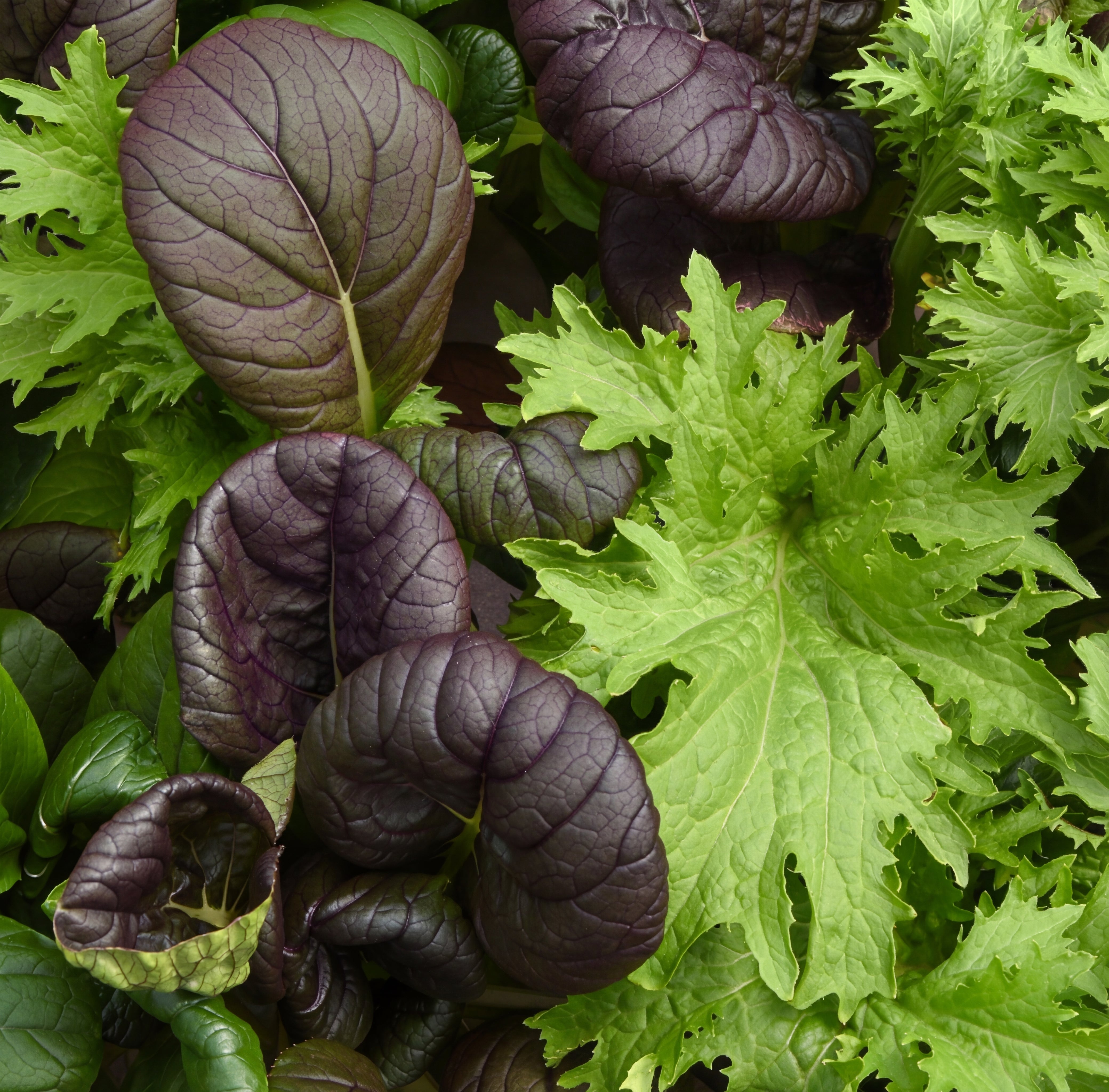 Simply Salad Pro Tatu Seed Mix