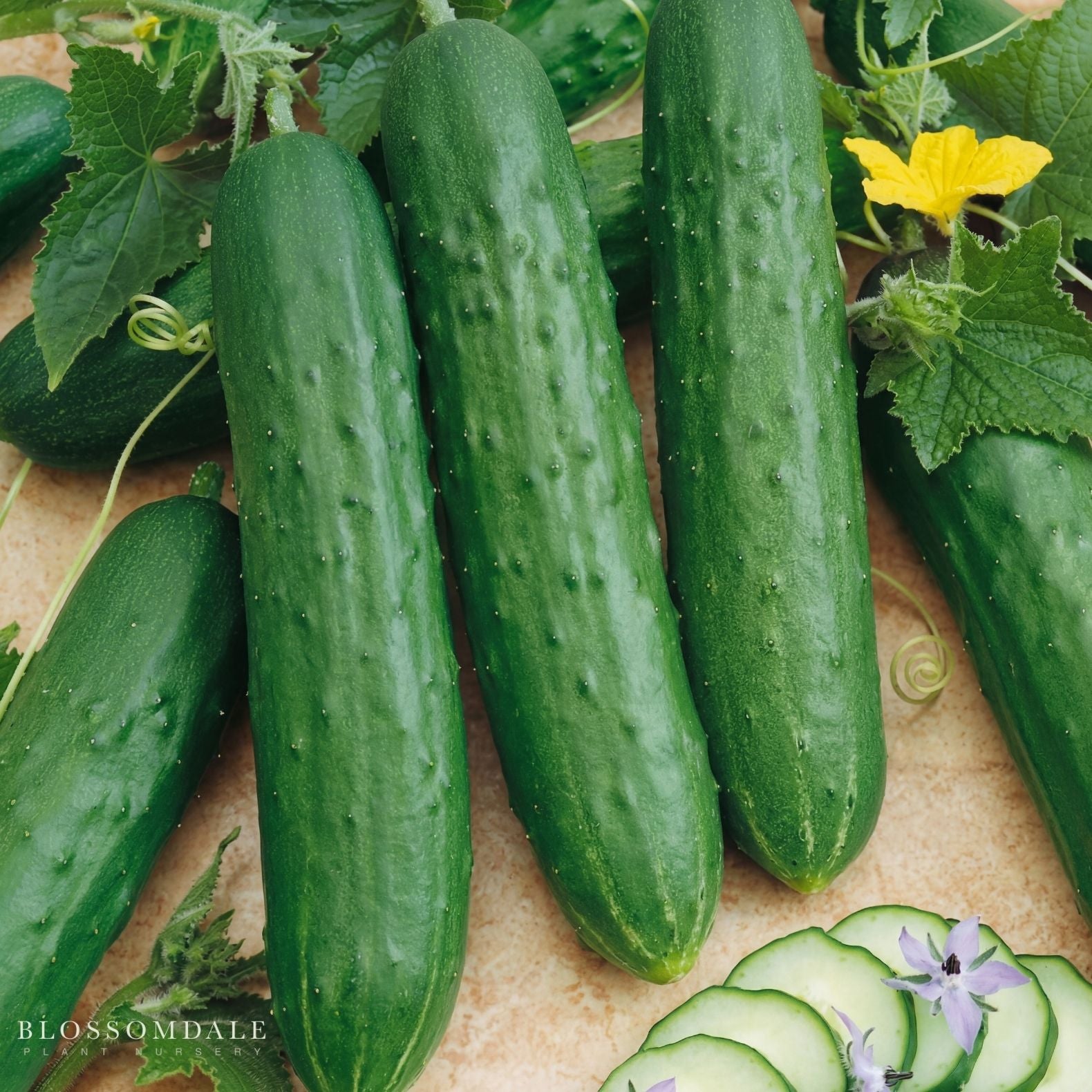 Saladmore Bush Cucumber Seeds
