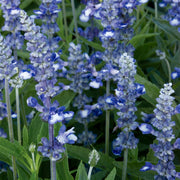 Fairy Queen Salvia