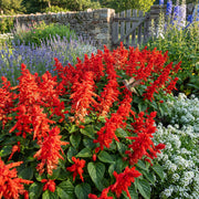 Red Hot Sally II Salvia