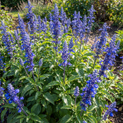 Sirius Blue Salvia