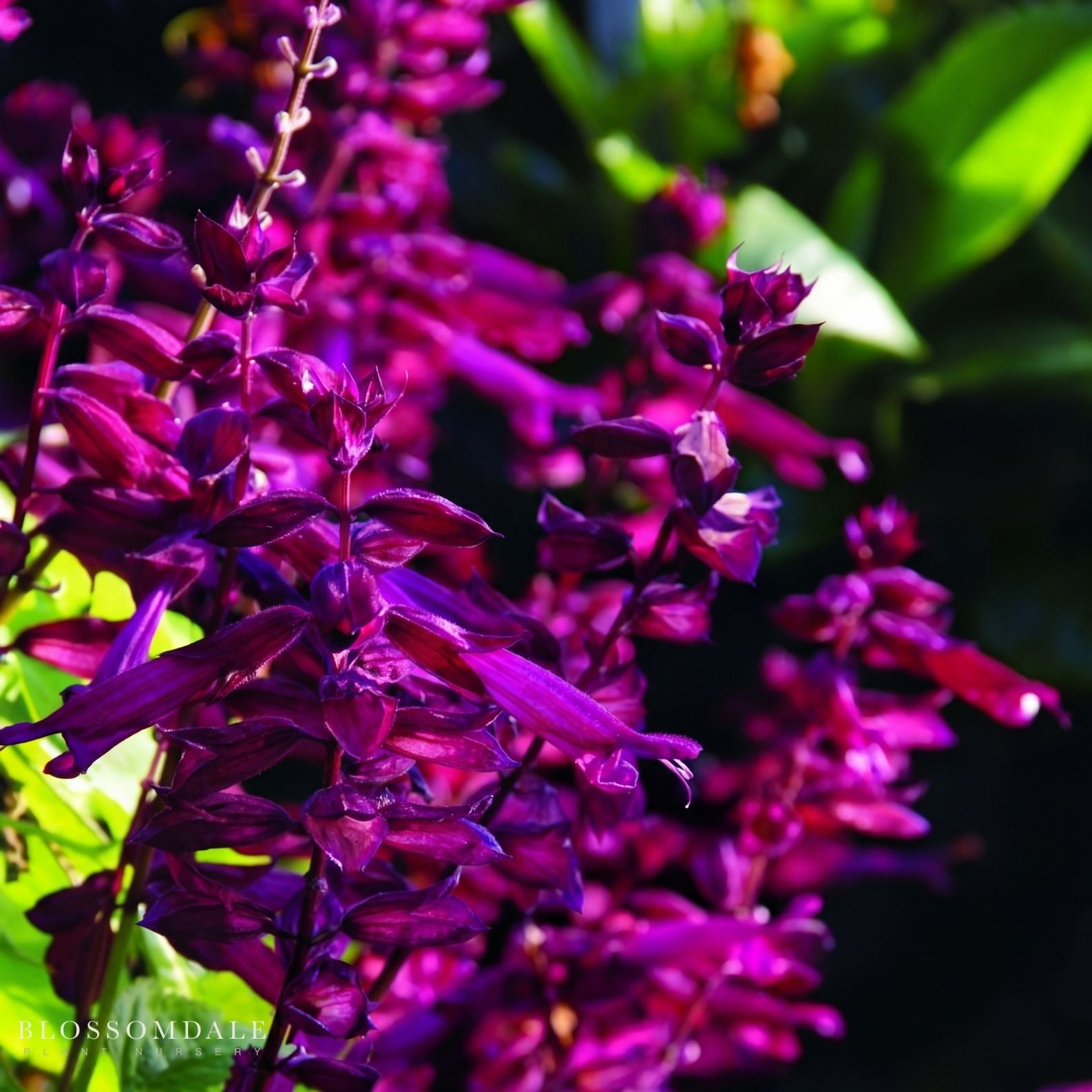 Salvia 'Saucy Wine'