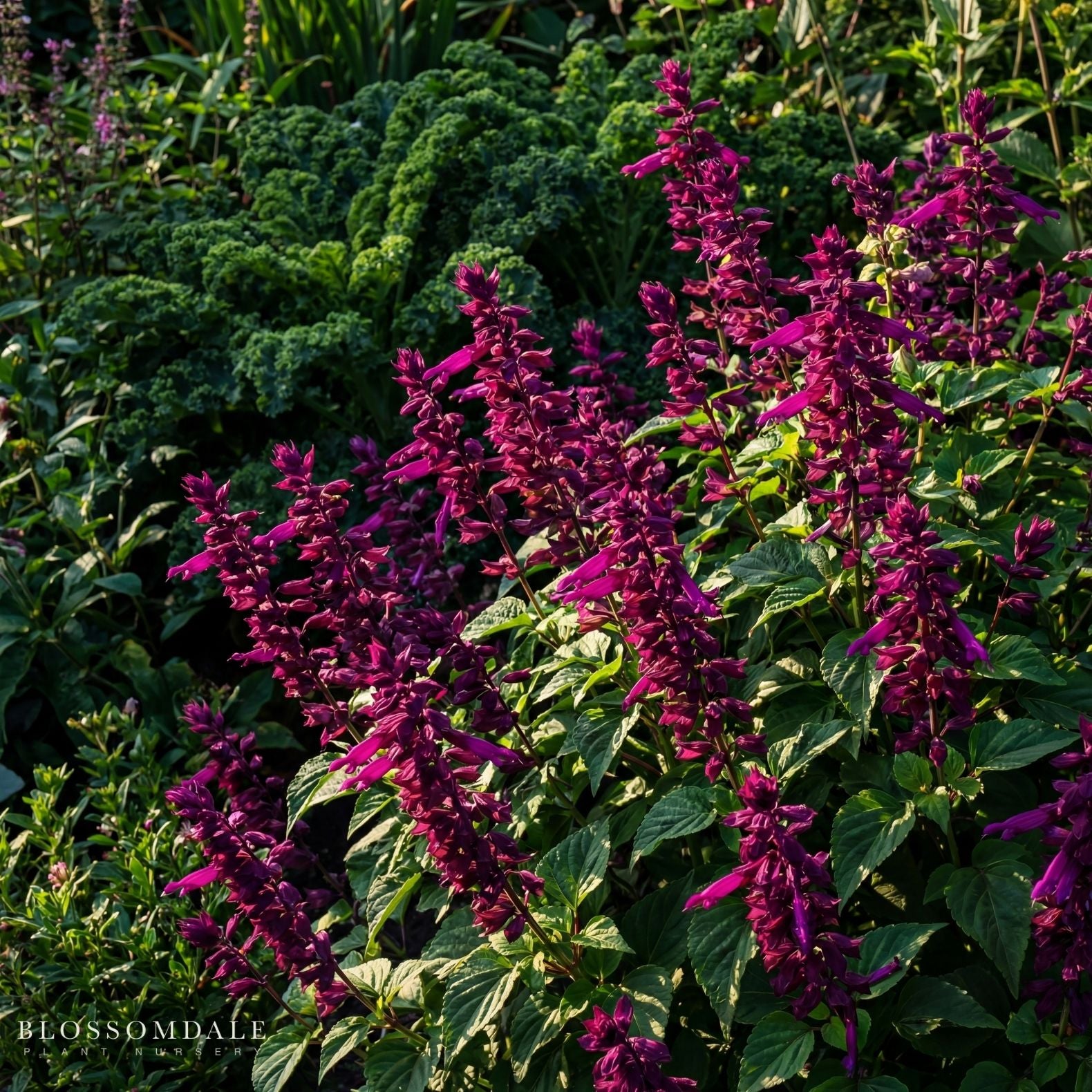 Salvia 'Saucy Wine'