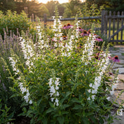 Summer Jewel White Salvia